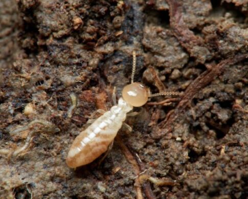 シロアリの大きさ（体長）ってどれくらい？種類や階級別の大きさ一覧を紹介 - シロアリ駆除のアリプロ
