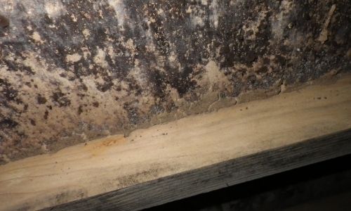 シロアリ駆除はゴキブリに効果あり 消毒会社が解説