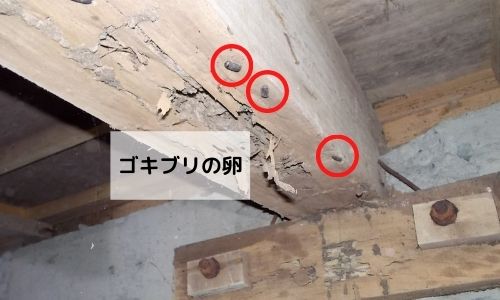 シロアリ駆除はゴキブリに効果あり 消毒会社が解説