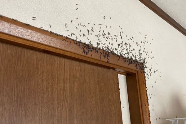 羽アリはどこから来た?侵入経路と発生源を詳しく解説! - シロアリ駆除のアリプロ