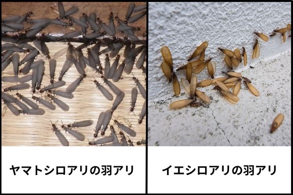【画像付き】「イエシロアリ」とはどんなシロアリ？イエシロアリの特徴、羽アリの生態、被害・対処法を解説 - シロアリ駆除のアリプロ