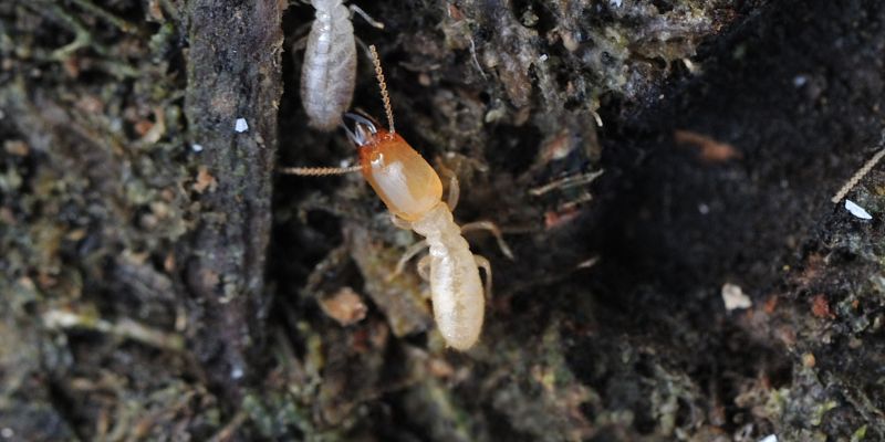 シロアリの大きさ（体長）ってどれくらい？種類や階級別の大きさ一覧を紹介 - シロアリ駆除のアリプロ