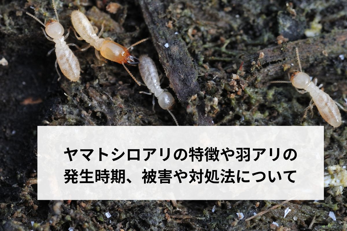 ヤマトシロアリの画像・動画】ヤマトシロアリの特徴や羽アリの発生時期、被害・対処法について - シロアリ駆除のアリプロ