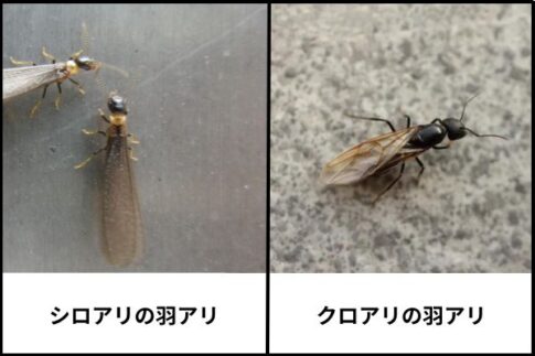 「雨上がり」に大量発生した羽アリの正体とは?原因と対処法まとめ - シロアリ駆除のアリプロ