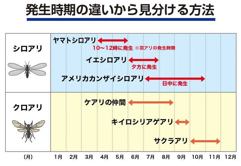 シロアリとクロアリの羽アリの発生時期