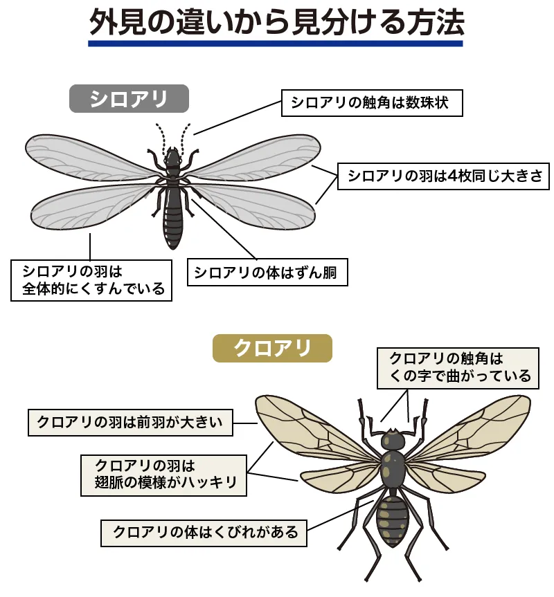 シロアリとクロアリの羽アリの違い