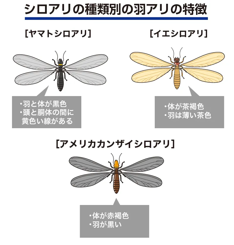 シロアリの種類別の羽アリの見分け方