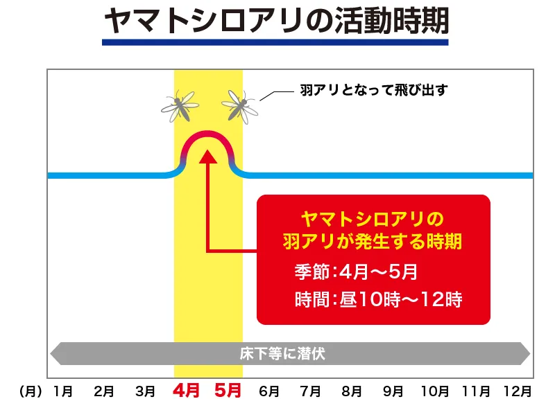 ヤマトシロアリの活動時期