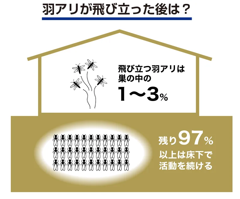 羽アリが飛び立った後の状況