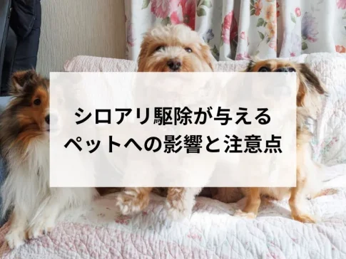 シロアリ駆除が与えるペットへの影響と注意点