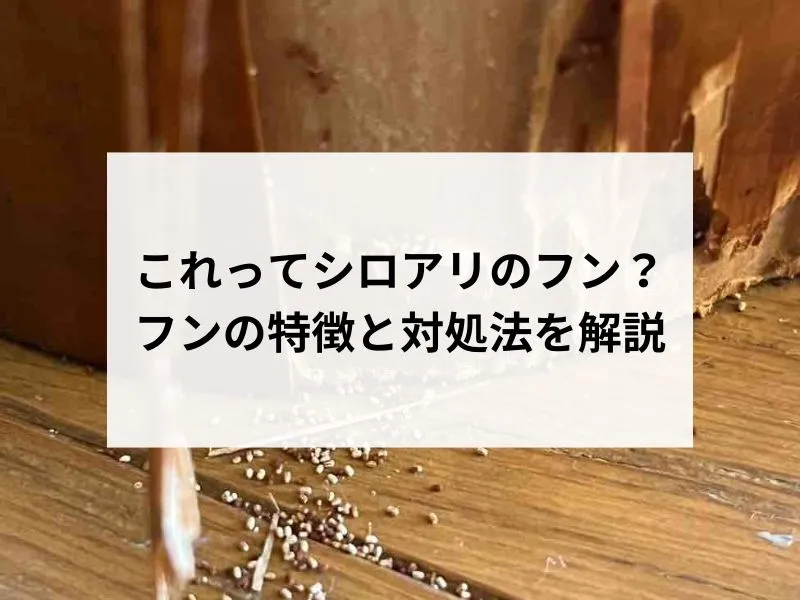 これってシロアリのフン?フンの特徴と対処法を解説