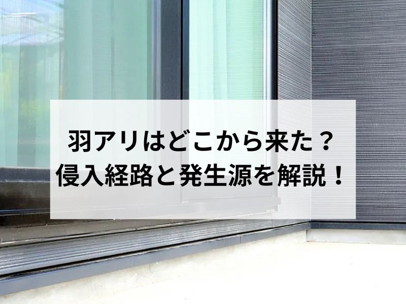 羽アリはどこから来た？侵入経路と発生源を解説！