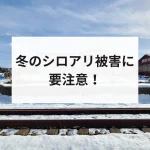 冬のシロアリ被害に要注意！