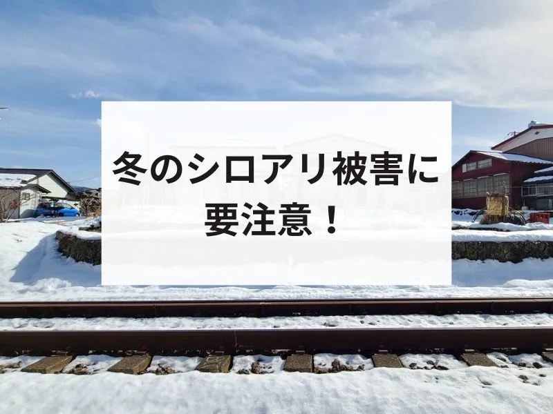 冬のシロアリ被害に要注意！