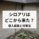 シロアリはどこから来た？侵入経路と対策法