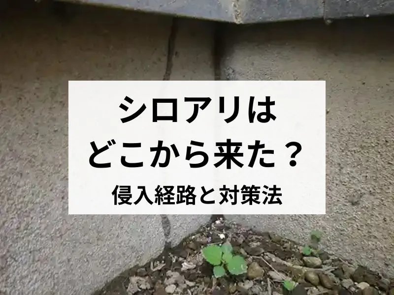 シロアリはどこから来た？侵入経路と対策法