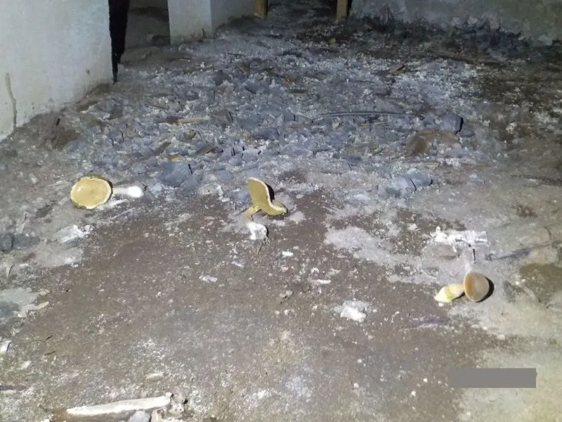 地面にキノコが生えている様子